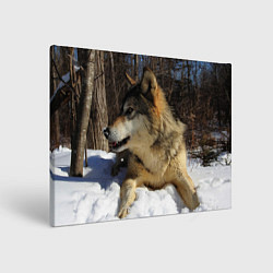 Холст прямоугольный Волк лежит на снегу, цвет: 3D-принт