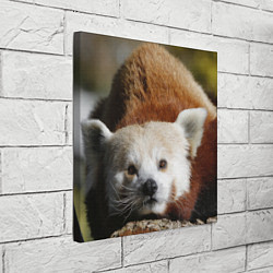 Холст квадратный Красная панда ждёт, цвет: 3D-принт — фото 2