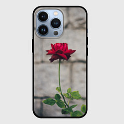 Чехол для iPhone 13 Pro Роза на фоне серой стены, цвет: 3D-черный