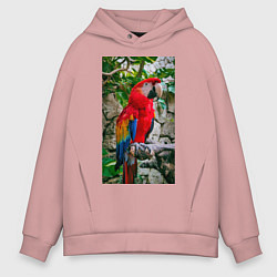 Толстовка оверсайз мужская Попугай во всей красе, цвет: пыльно-розовый