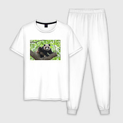 Мужская пижама Медведь панда на дереве