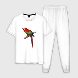 Пижама хлопковая мужская Попугай ara macaw, цвет: белый