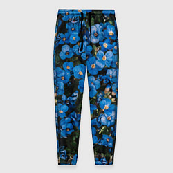 Мужские брюки Поле синих цветов фиалки лето