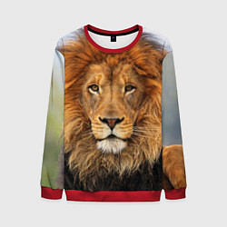 Мужской свитшот Красавец лев