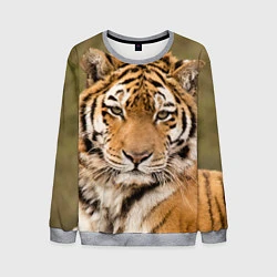 Свитшот мужской Милый тигр, цвет: 3D-меланж