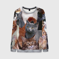 Мужской свитшот КОТЯТКИ