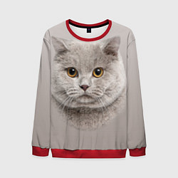 Свитшот мужской Милая британка, цвет: 3D-красный