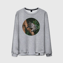 Мужской свитшот Коала уснула