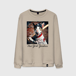 Мужской свитшот Bull terrier - New York yankees baseball team