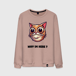 Мужской свитшот Зачем я здесь