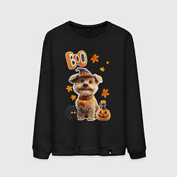 Свитшот хлопковый мужской Собака в костюме хеллоуин, цвет: черный