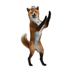 Свитшот хлопковый мужской Танцующий лис, цвет: белый — фото 2