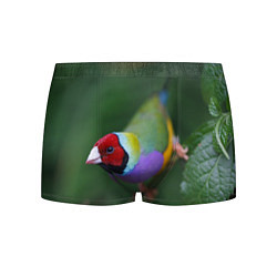 Трусы-боксеры мужские Яркая птичка попугай, цвет: 3D-принт