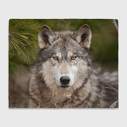 Плед флисовый Волк таежный, цвет: 3D-велсофт