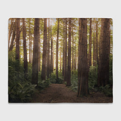 Плед флисовый Дневной лес, деревья и свет, цвет: 3D-велсофт