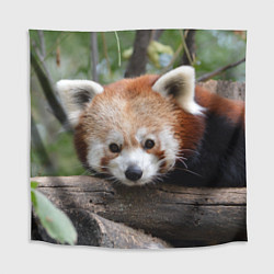 Скатерть для стола Красная панда, цвет: 3D-принт