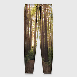 Женские брюки Дневной лес, деревья и свет