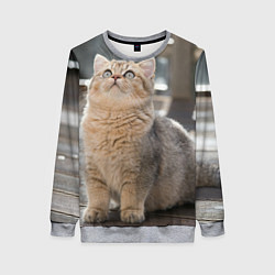 Свитшот женский Британская короткошёрстная кошка смотрит вверх, цвет: 3D-меланж