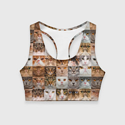 Топик спортивный женский Pedigreed cats, цвет: 3D-принт